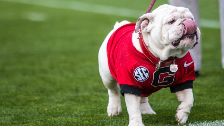 Uga the Bulldog - Georgia Bulldogs